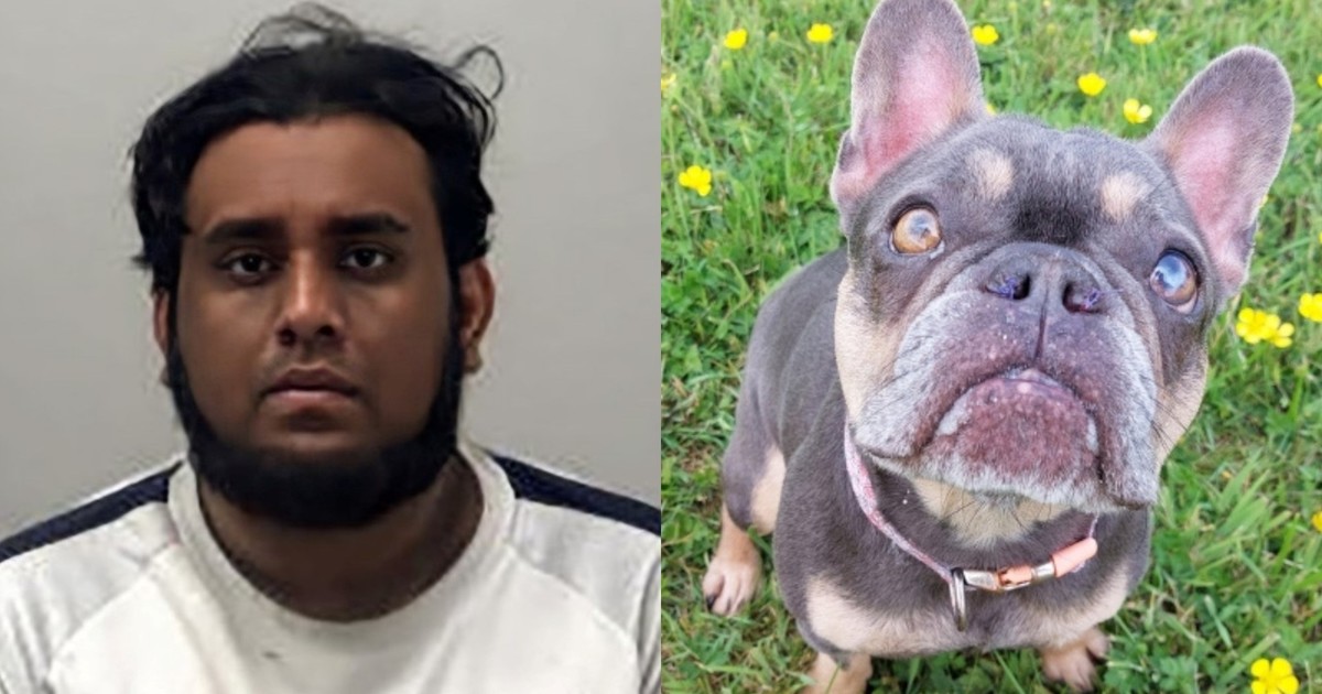 De refugio de animales a casa del horror: hallaron decenas de perros muerto y varios en condiciones deplorables
