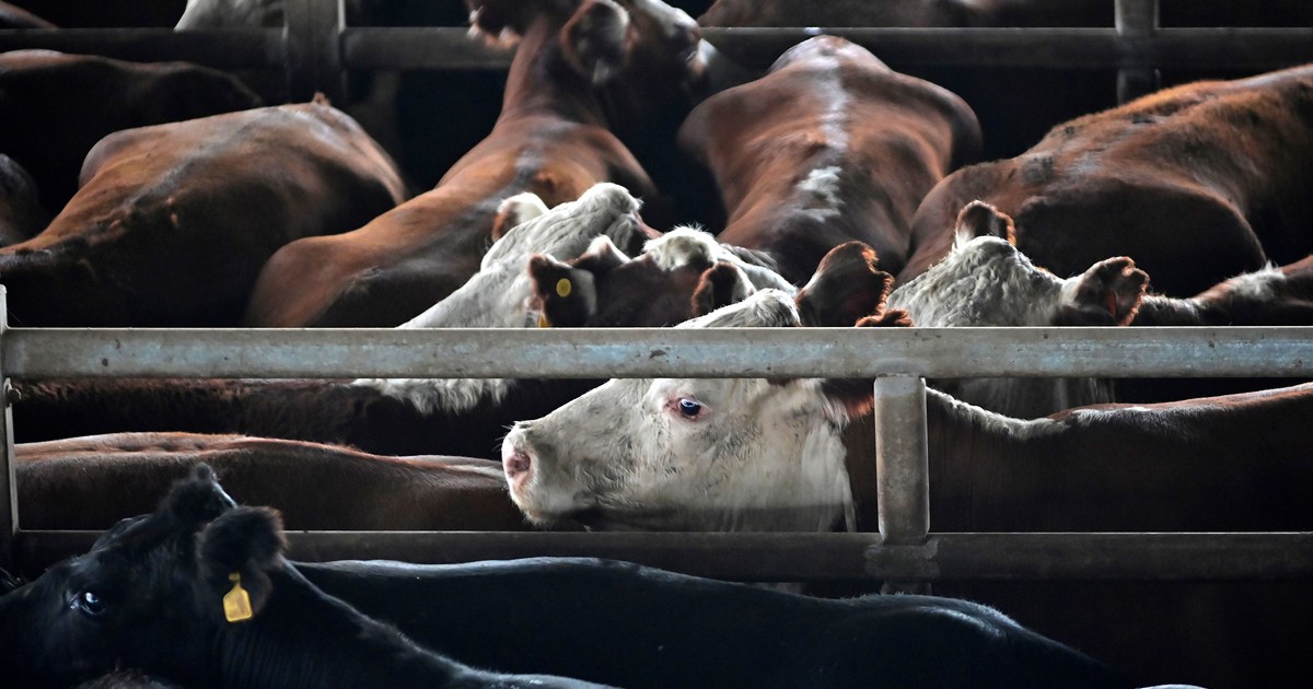 Se viene otra suba en el precio de la carne, que ya había crecido 5% durante enero