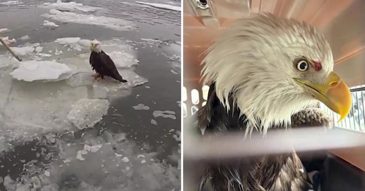 El conmovedor rescate de un águila calva herida y atrapada en el hielo